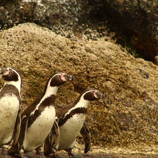 pichidanguiaventurah (15) Pichidangui Aventura